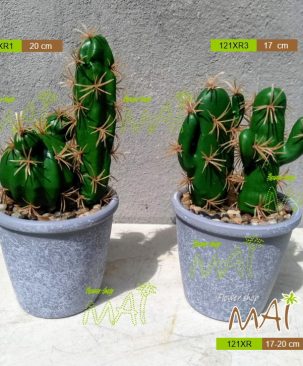 Lọ xương rồng 121XR