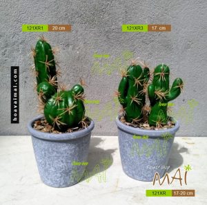 Lọ xương rồng 121XR