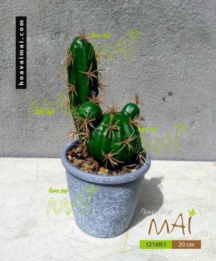 Lọ xương rồng 121XR1