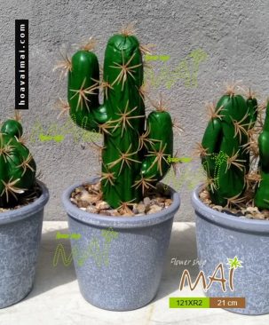 Lọ xương rồng 121XR2