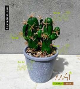 Lọ xương rồng 121XR3