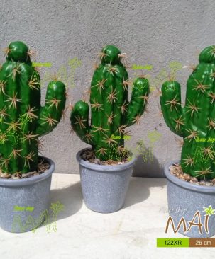 Xương rồng nhỏ 122XR