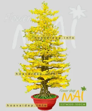 Cây mai giả cao 3m 3 thân dầy bông 527M300