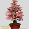 Đào Tết bonsai giả gốc to 115cm 528BD15