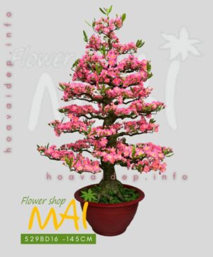 Đào Tết Bonsai thân gốc to 145cm 529BD16