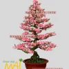 Đào bonsai giả dáng đẹp gốc to 165cm BD023