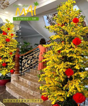 Cây mai giả cao 3m 3 thân dầy bông 527M300
