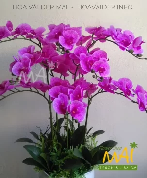 Chậu lan hồ điệp tím hồng 8 cành 720CHL3