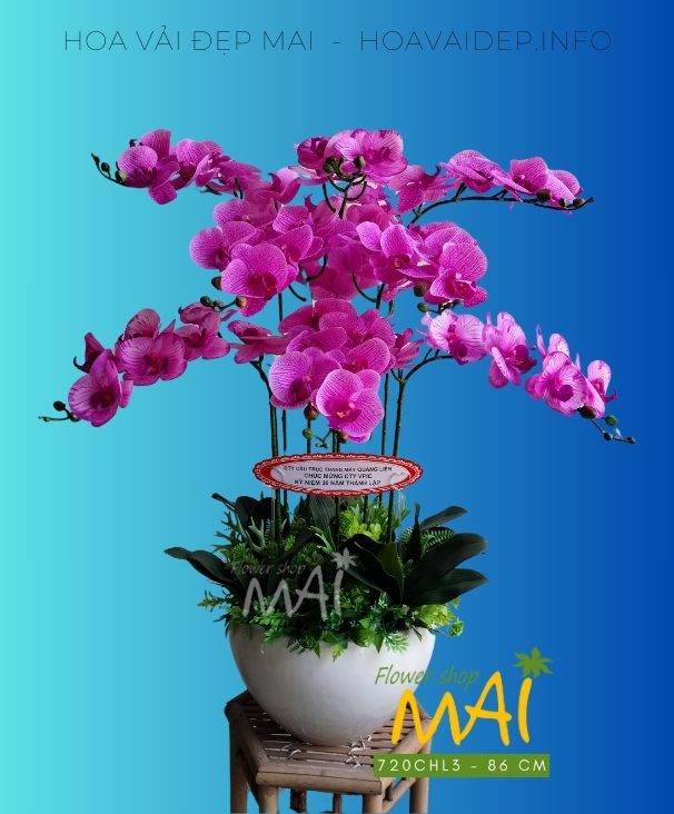 Chậu lan hồ điệp tím hồng 8 cành 720CHL3