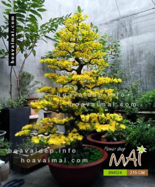 Mai bonsai 215 cm BM024
