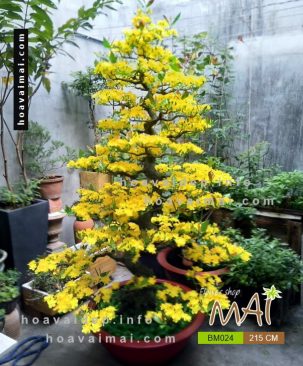 Mai bonsai 215 cm BM024