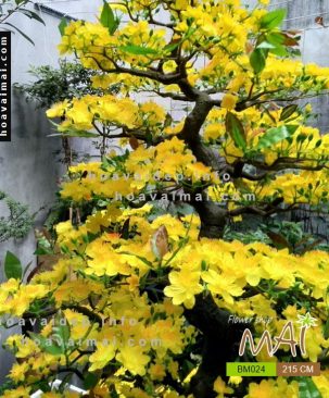 Mai bonsai 215 cm BM024