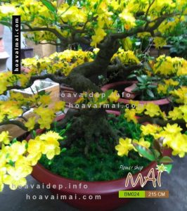 Mai bonsai 215 cm BM024
