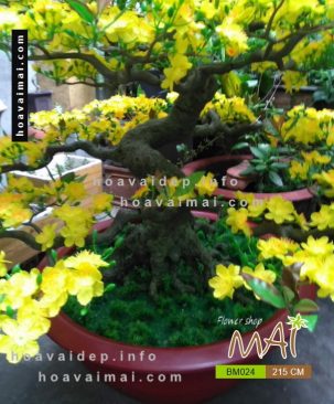 Mai bonsai 215 cm BM024