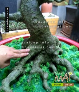 Mai bonsai 215 cm BM024