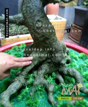 Mai bonsai 215 cm BM024