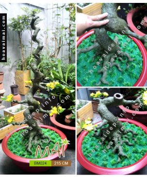 Mai bonsai 215 cm BM024