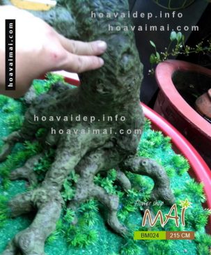 Mai bonsai 215 cm BM024
