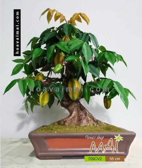 Cây khế bonsai 709CV2
