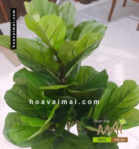 Bàng Singapore 780CL