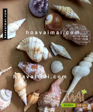 Vỏ ốc biển trang trí 805SEA