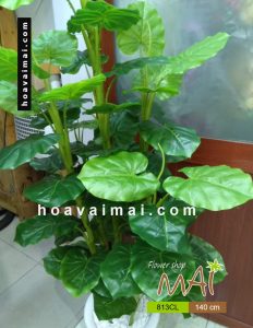 Cây trầu lá lớn 813CL