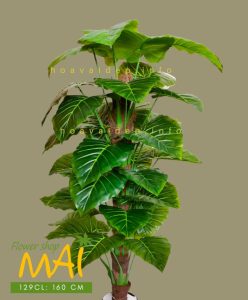 Trầu bà leo cột lá lớn cao 160cm 129CL