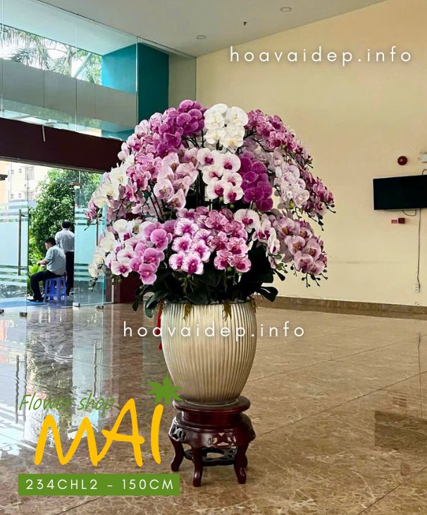 Chậu lan hồ điệp cao to 50 cành 234CHL2 màu trắng tím 3 tầng