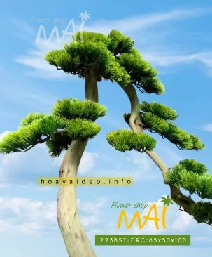 Cây tùng bonsai giả thác đổ cao 223BST