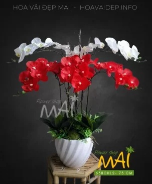 Chậu lan hồ điệp cao su trắng đỏ 638CHL2