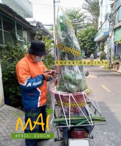 Cây dừa giả có buồng nhiều trái 2m 693CL
