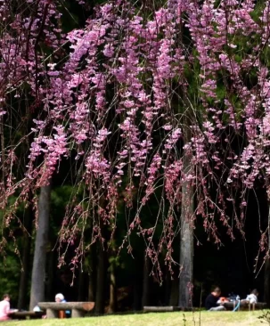 Hoa anh đào rũ