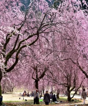 Hoa anh đào rũ