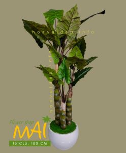Cây khoai nước giả tự nhiên như thật 131CL